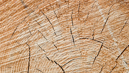 Fototapeta premium The photo shows a wooden round log close-up