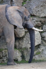 Obraz premium A photo of two elephants standing next to each other elephants