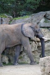 A photo of a baby elephant is climbing up a rock © Géza