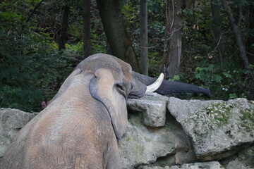 A photo of a large elephant laying on a rock in the woods © Géza