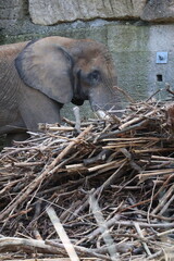 A photo of a baby elephant is standing in a pile of sticks