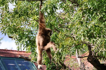 A photo of a monkey hanging from a tree branch
