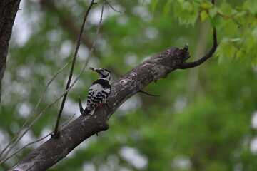 woodpecker on a branch