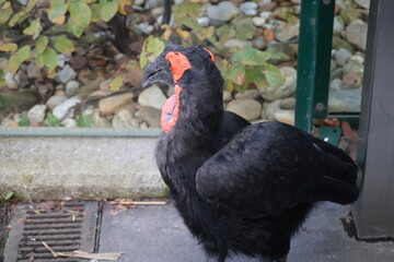 A photo of a black bird with a red beak standing on a sidewalk