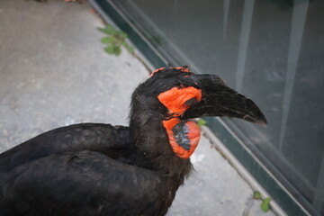 A photo of a bird with a red head and black feathers
