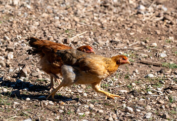 Zwei Hühner schreiten auf einem Hof