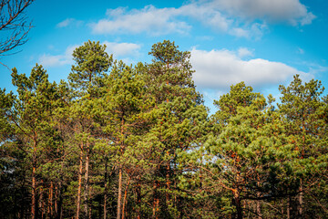A scenic view with a marsh and small pine trees and bright golden grasses highlighting the beauty of the autumn landscape. Soft sunlight bathes the area under a blue sky.