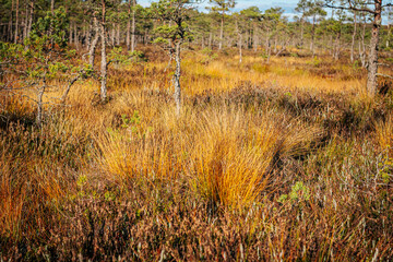 A scenic view of a forest with scattered pine trees and vibrant golden grasses highlighting the beauty of the fall landscape. The surroundings are bathed in soft sunlight under a blue sky.