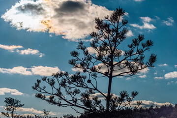 A scenic view with a marsh and small pine trees and bright golden grasses highlighting the beauty of the autumn landscape. Soft sunlight bathes the area under a blue sky.