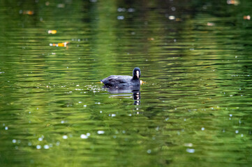 Blässhuhn auf dem grünen Wasser mit Reflektion