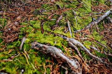 Detailed close-up of the forest floor with bright green moss, scattered pine needles and exposed tree roots. Earth textures create a rich, natural atmosphere.