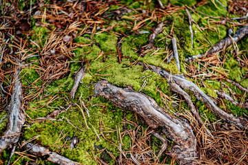 Detailed close-up of the forest floor with bright green moss, scattered pine needles and exposed tree roots. Earth textures create a rich, natural atmosphere.