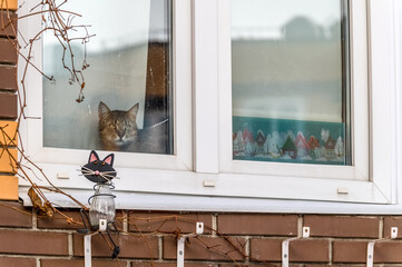 A cat is visible behind the glass of the window, looking out into the street