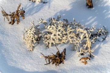 Frost-resistant plants in the snow