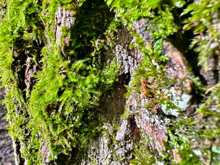 Tree bark covered in vibrant green moss