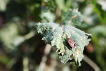 A lot of brown marmorated stink bugs (Halyomorpha halys) agricultural pest are eating kale leaves.
