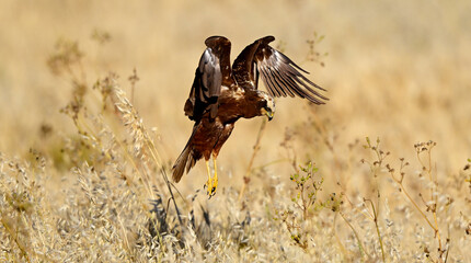 Western marsh harrier - female // Rohrweihe - Weibchen (Circus aeruginosus) 