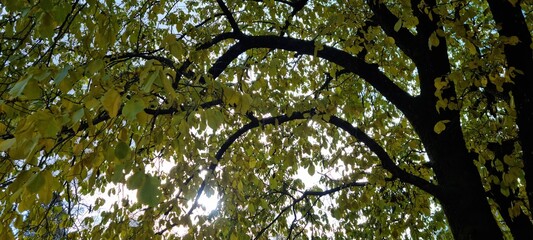 deep yellow leaf on tree with almost dark tree trunk in autumn