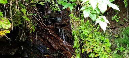 small fresh water stream in small mossy cave