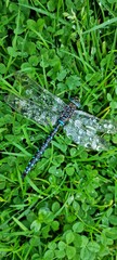Blue and black dragonfly on green autumn grass with waterdroplets