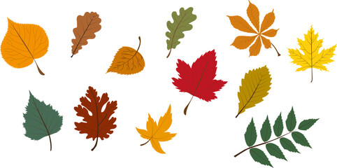 Set of autumn leaves from different trees, oak, maple, chestnut. Simple, yellow, red, orange fall leaf set for pattern, banner, sticker, Hello autumn card. Flat vector illustration on white background