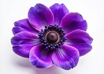 Naklejka premium Stunning Aerial View of Purple Anemone Flower Isolated on White Background for Floral Decor Projects