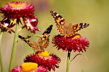 butterflies painted lady red cone flower bloom