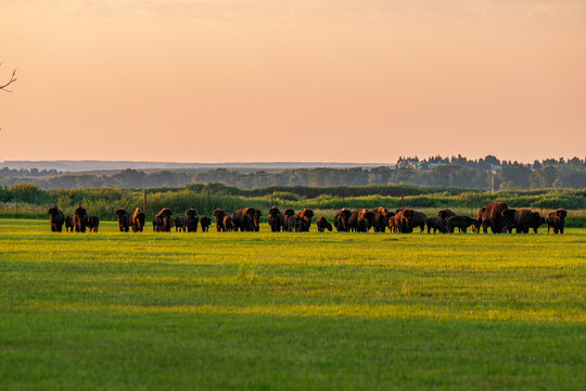 Herd of domestic American bison in grassy green field in Saratoga Wyoming Agriculture bison ranch buffalo 