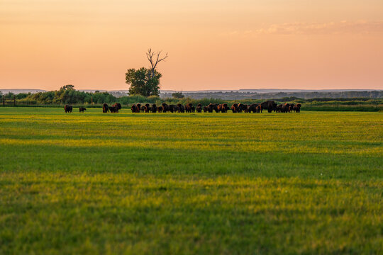 Herd of domestic American bison in grassy green field in Saratoga Wyoming Agriculture bison ranch buffalo 
