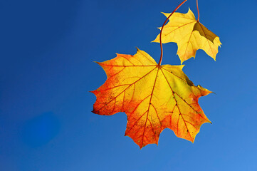 Beautiful colourful autumn leaves. Seasonal natural background. Fall time.