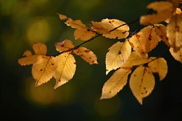 Beautiful colourful autumn leaves. Seasonal natural background. Fall time.