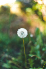 Diente de león © david