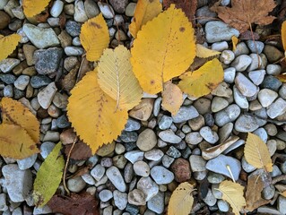 Autumn Leaves on Pebble Stone Ground background