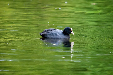 Blässhuhn auf dem Wasser