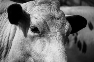 Close up of a cow in black and white