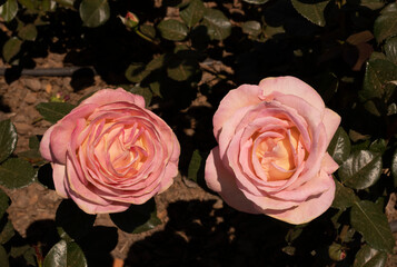 Floral. Roses blossom in the garden. Closeup view of beautiful Floribunda Rosa Elle green leaves and flower of light pink petals, spring blooming in the park.