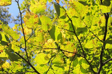 autumn leaves in the forest