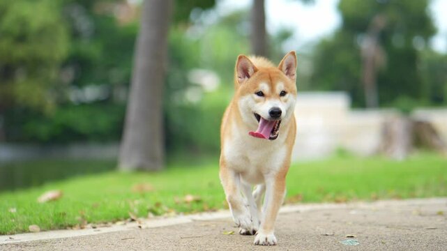 A Shiba Inu dog is running in the grass. Dogs Japanese breeds Shiba Inu on a background of grass.