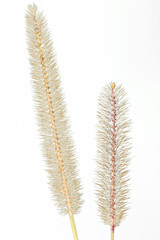 Hooked bristlegrass, rough bristle-grass or bristly foxtail (Setaria verticillata)