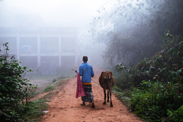 Bangladeshi rural farmer carrying his domestic cow  through a village road in a foggy winter...