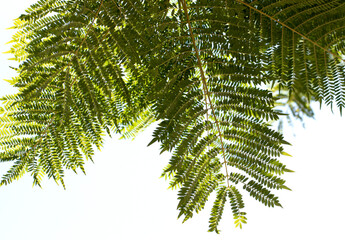 Green jacaranda leaves in autumn as a nature background
