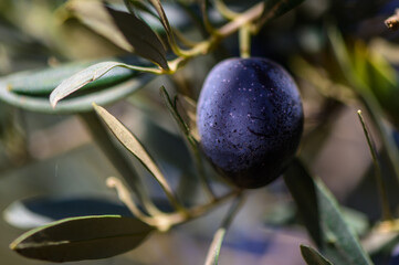 A single ripe olive hanging on a branch against a blurred background in a sunlit grove during the...