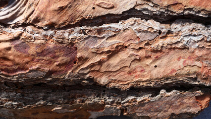Fototapeta premium Brown tree bark close-up in natural light, details, natural wood texture, France nature