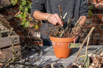 Herbstdekoration selber machen, getrocknete Sonnenblumen dekorieren, Landhaus, Gartendekoration, Vogelfutter