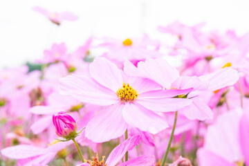 Beautiful cosmos flowers blooming in garden,Scenic cosmos flower field landscape at sunset,pink cosmos flower blooming in the field,Selective focus.
