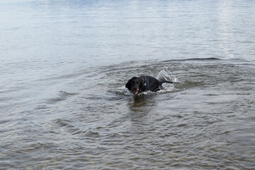 Fototapeta premium A beautiful dog Irish Setter swimming in the lake