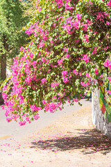 Pink bougainvillea flower on the wall,summer spanish bougainvillea flowers,Colorful bougainvillea tree in bloom,Tropical flora for background,Copy text space.