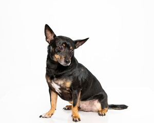 Judgemental Chihuahua