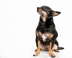 Obraz premium Snobby Chihuahua