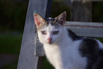 hungry stray cat sitting quietly outdoors in the gentle glow of the evening. The serene atmosphere of the nice day contrasts with the cat's longing gaze
